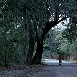 2008_-_LITTLE_CHENIER_588.jpg