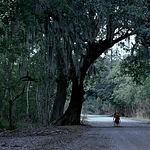 2008_-_LITTLE_CHENIER_590.jpg