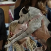 Filename=ABDUCTION_OF_ANGIE_1595.jpg
Filesize=442KiB
Dimensions=1280x720
Date added=Apr 01, 2019 ABDUCTION_OF_ANGIE_1595.jpg